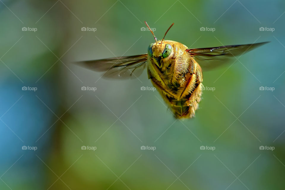 hovering carpenter bee
