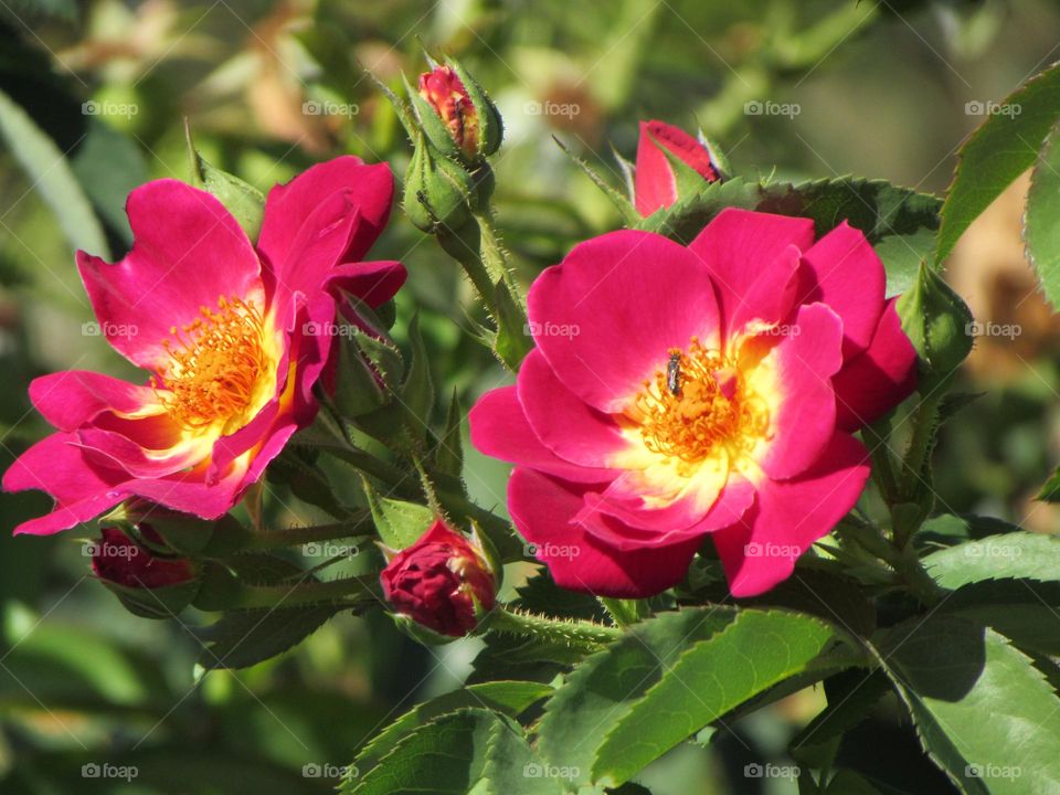 Beautiful rose flowers