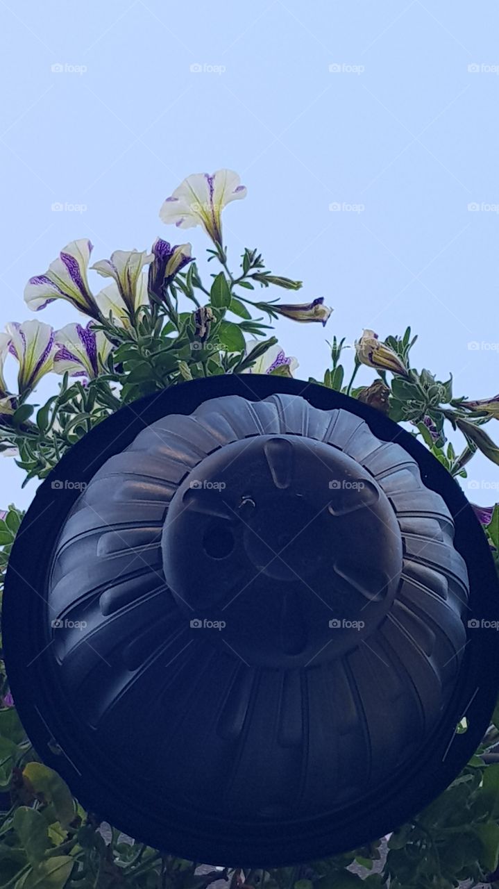 ampel from underneith