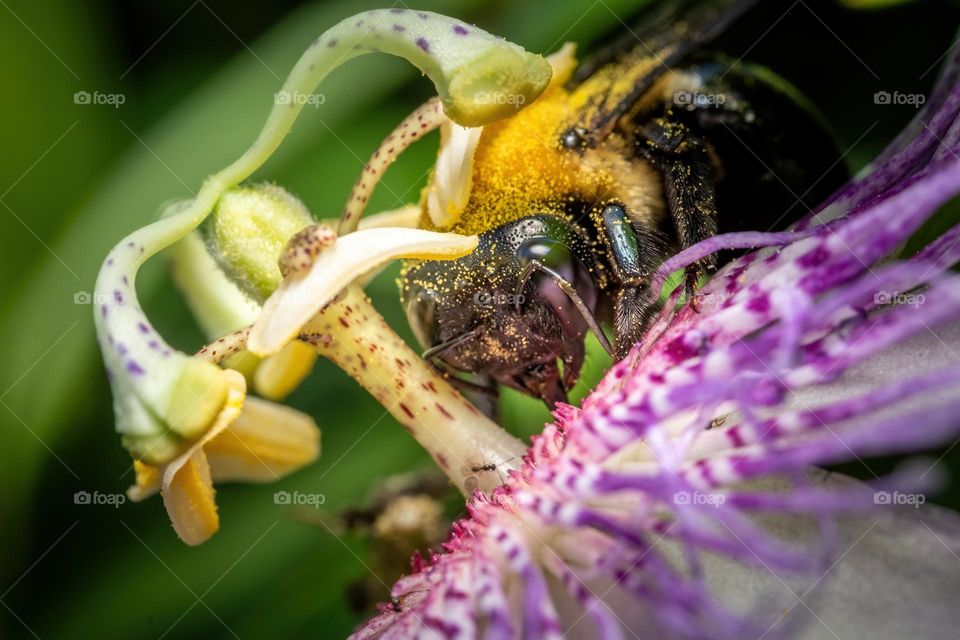 An Eastern Carpenter Bee relishes the pollen of a Purple Passion Flower. 