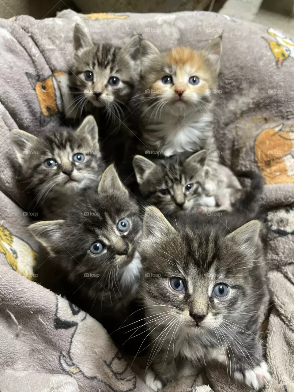 Blue eyed