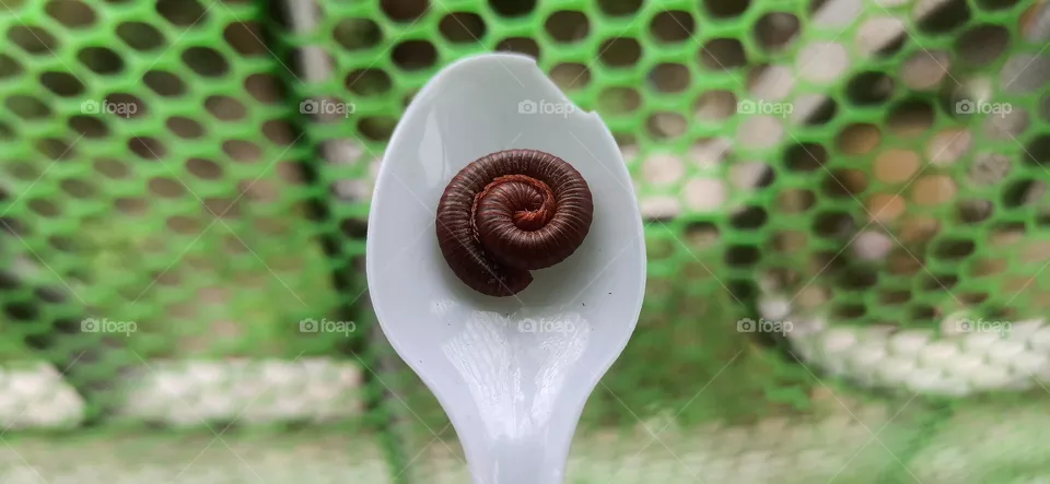 Centipede
