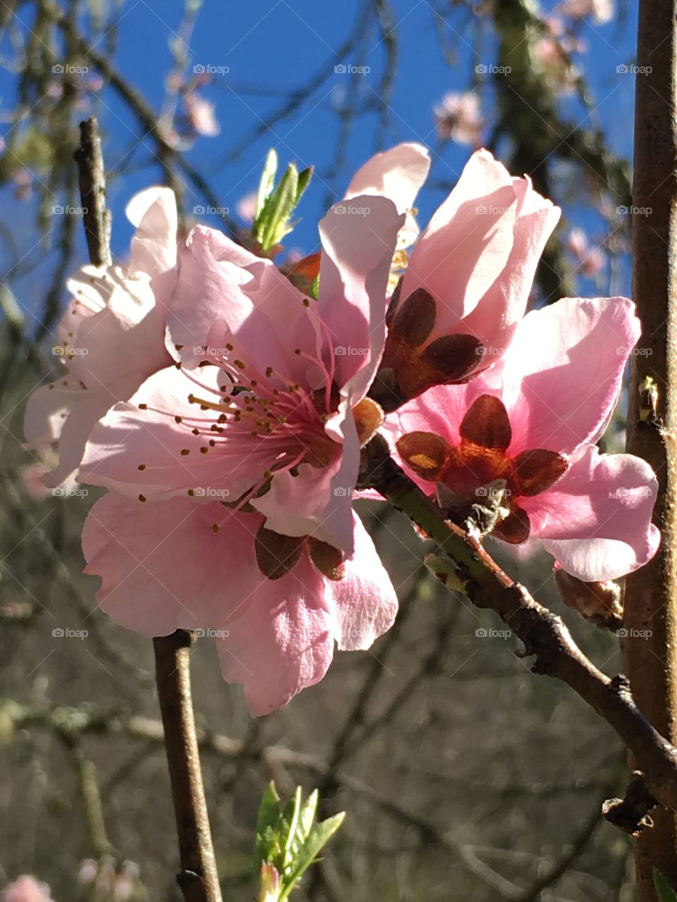 Peach Blossoms