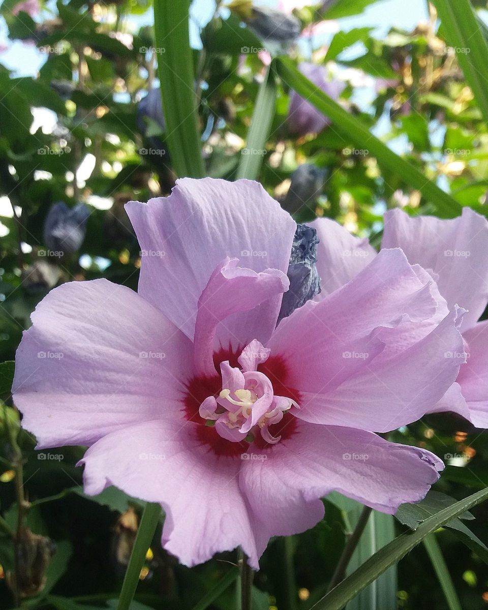 hibiscus blossom
