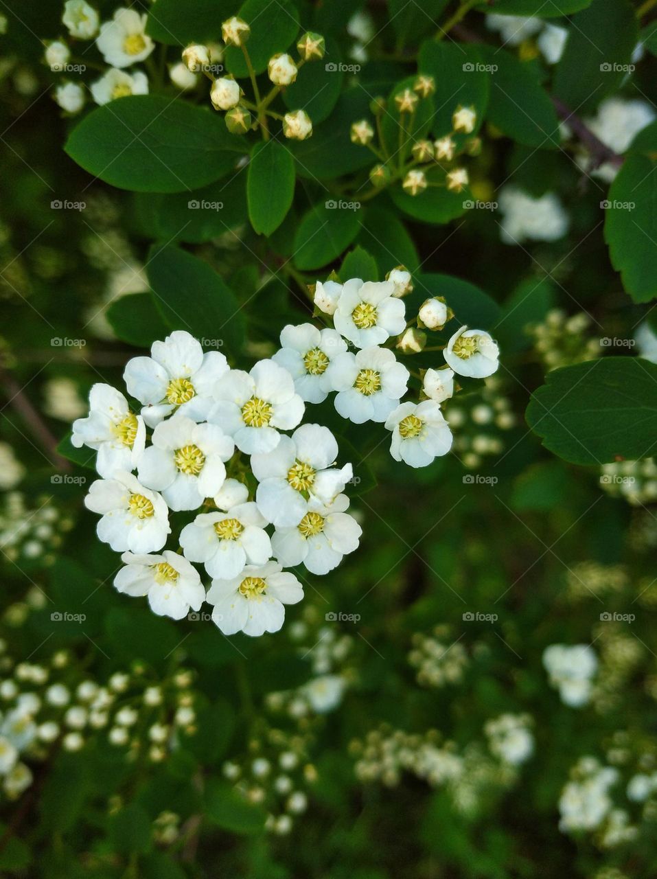 White flowers for peace in Ukraine
