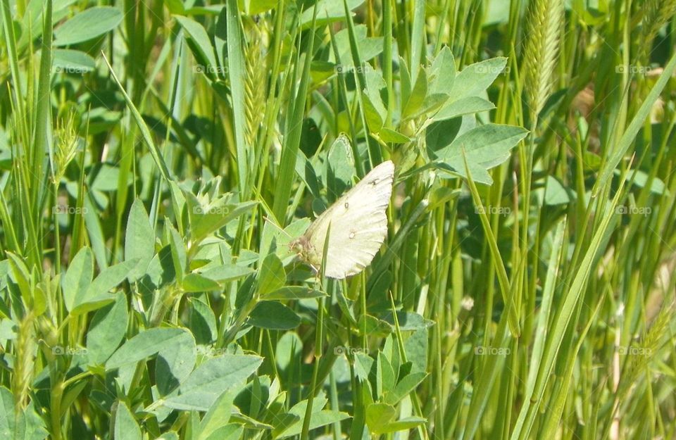 Close up of this moth or butterfly, with yellow wings, black and white spots, and green body, when it landed in green grass and weeds for a rest