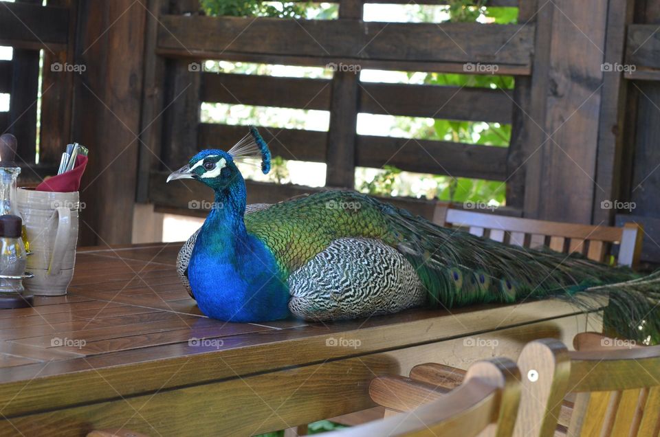 Peacock on a Restaurant Table