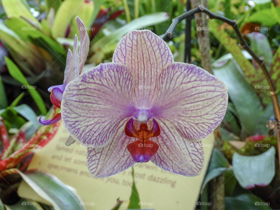 Orchid