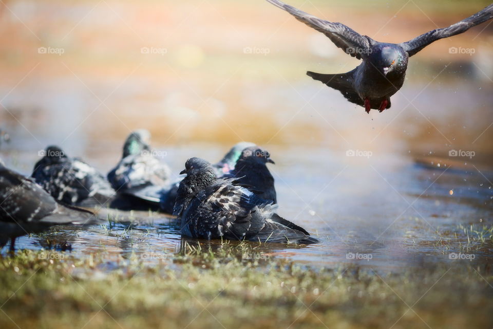 Pigeons in puddle at spring