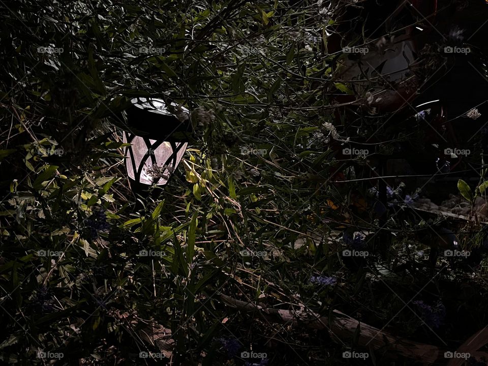 Lantern in a bush