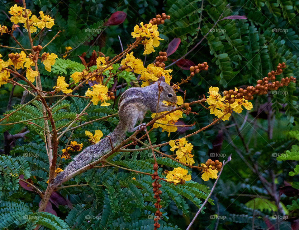 Animal photography - Indian Squirrel