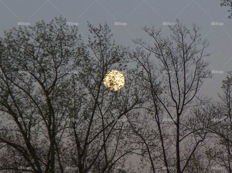 Moon through the trees