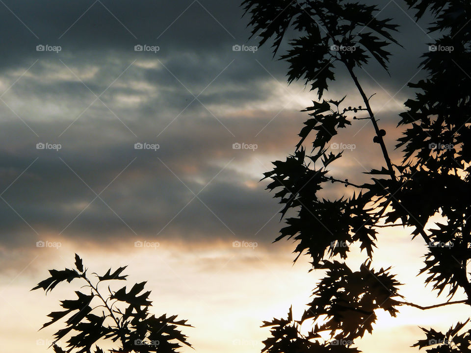 Silhouette of branches with leaves against sky during sunset in Berlin, Germany.