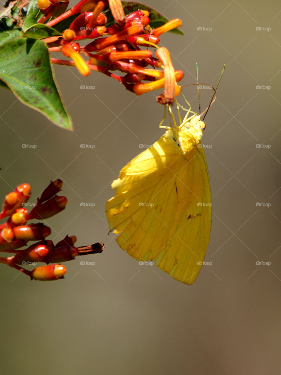 Cloudless Sulphur Butterfly. Cloudless Sulphur Butterfly extracting nectar from flower of firebush plant