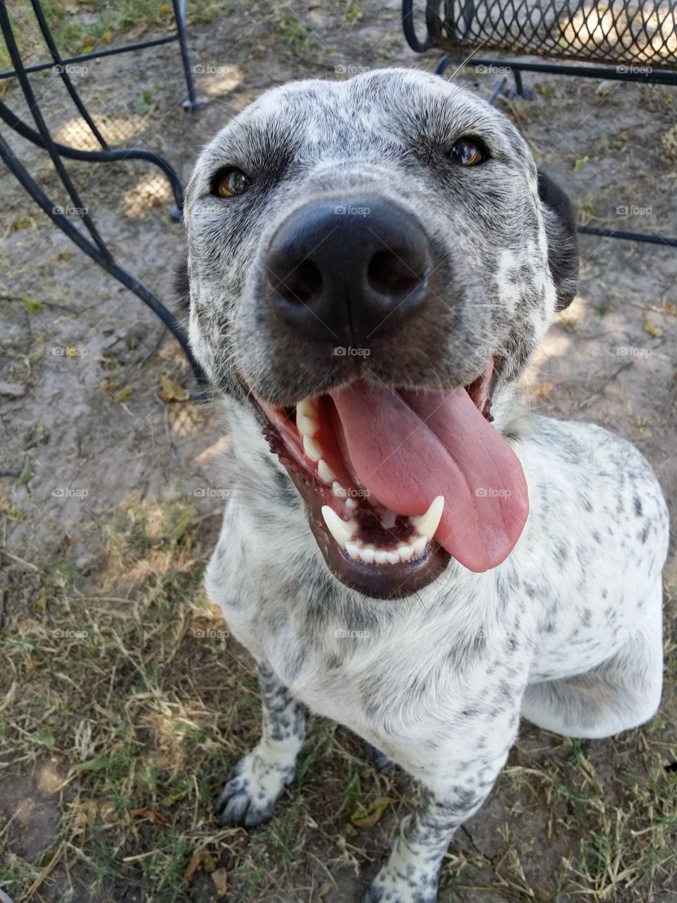 Close-up of dog sticking out tongue