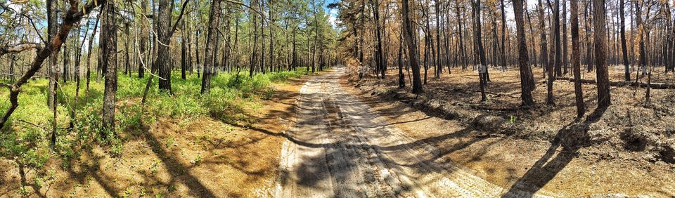 Old fire on the right, living green on the left
