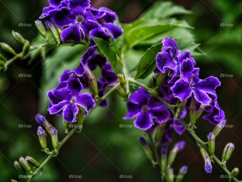 Violet flower