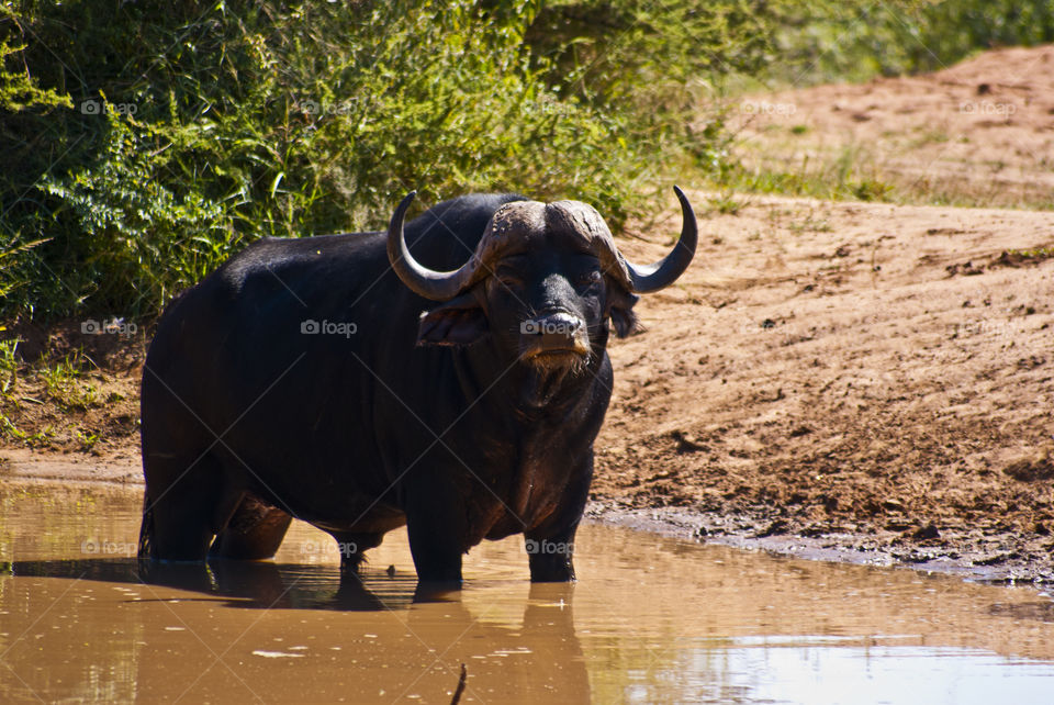 Buffelo standing in water, photo was taken in the Kruger National park