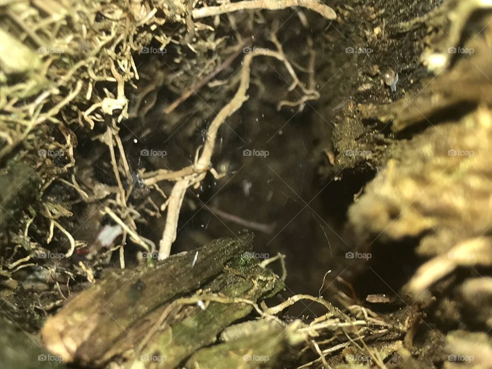 Intérieur d’un arbre 