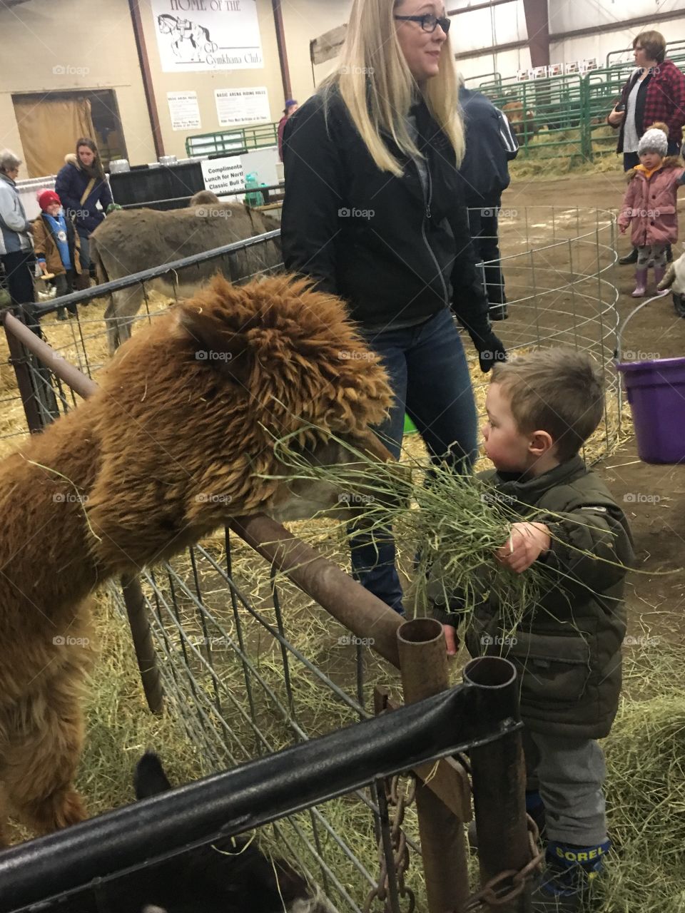 Feeding the alpaca 