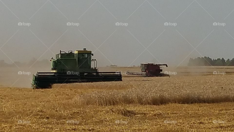 wheat harvest. 2 combines harvest wheat