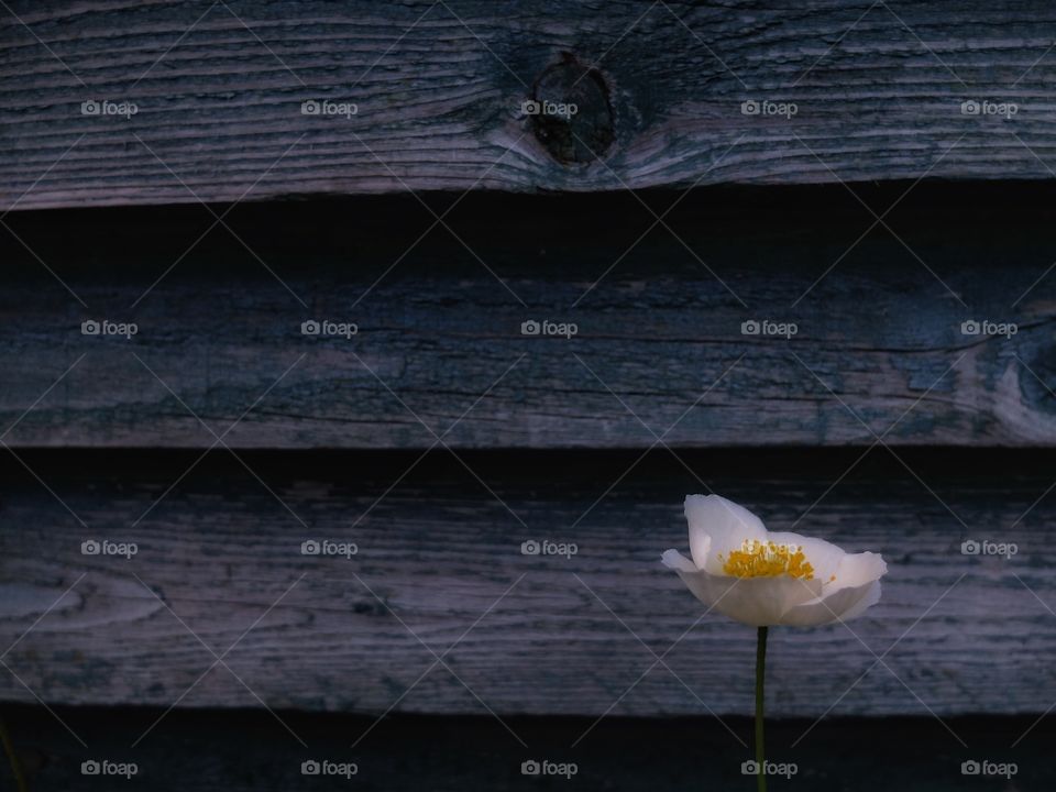White poppy. . I've been visited my friends at their suburb house. They have a very nice garden where I saw that flower against a barn