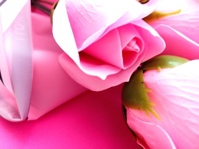 pink roses on pink background