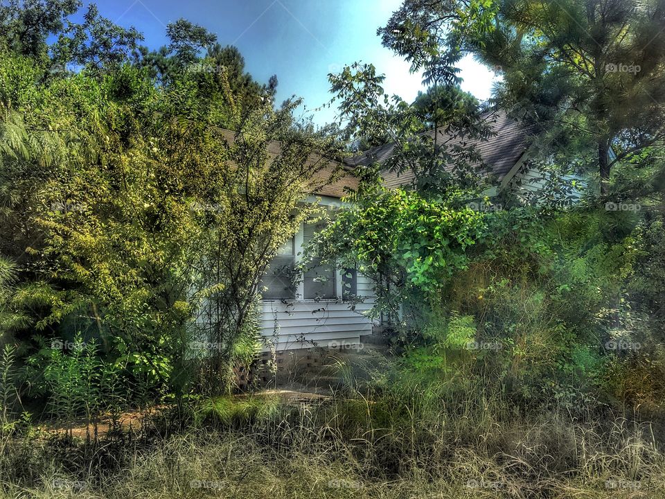 Hidden In The Trees #1