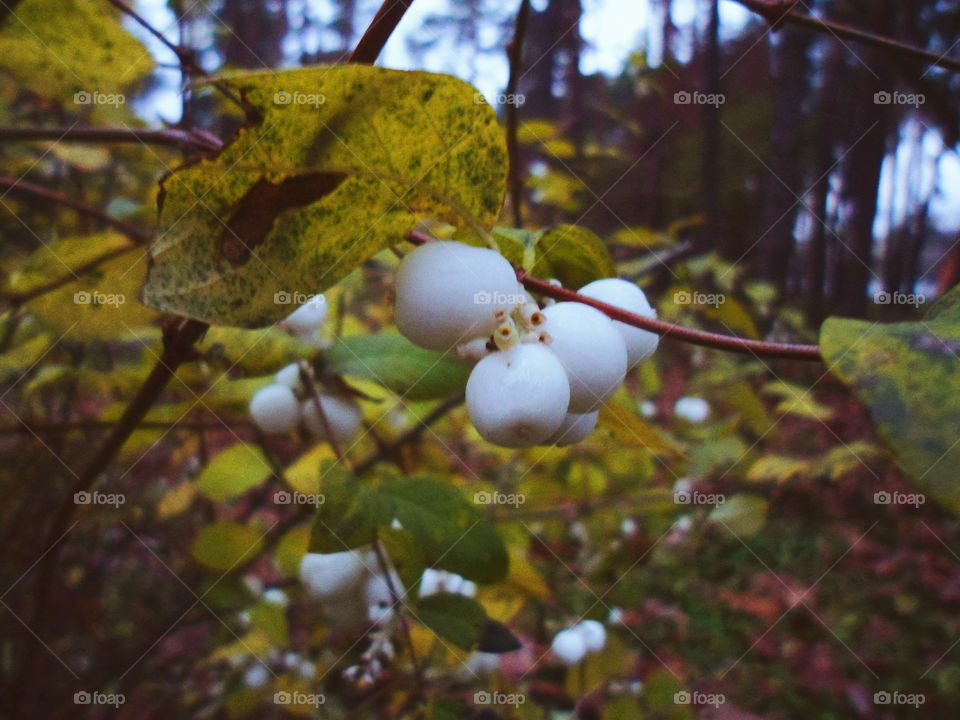 autumn in the park of Kiev