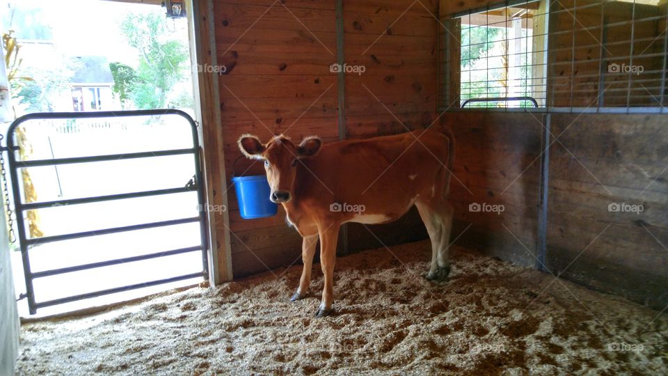 cow in the barn