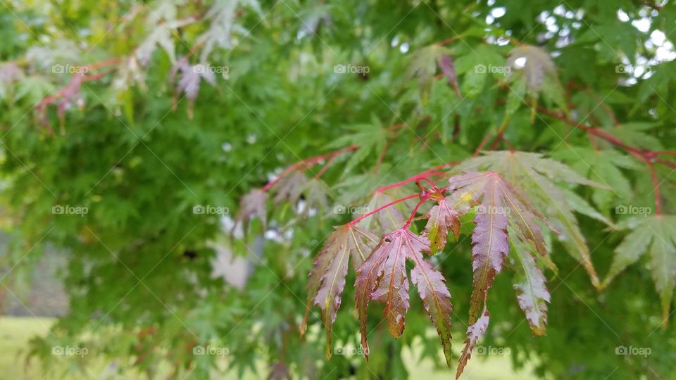 Maple tree leaves