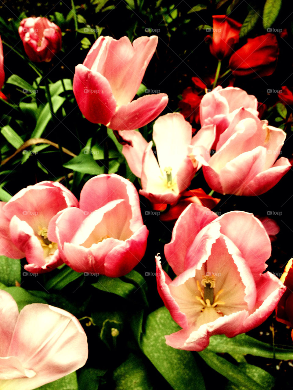 sweden spring flora pink by ottilia1