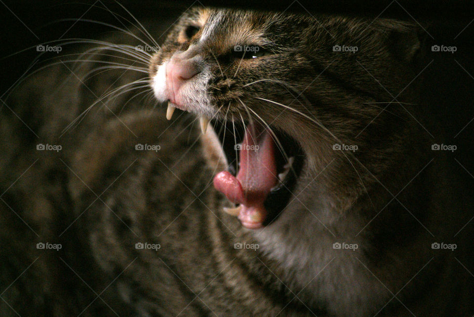 Missy Meow yawning away to glory, even her yawns are cute and adorable - nothing to be scared of.