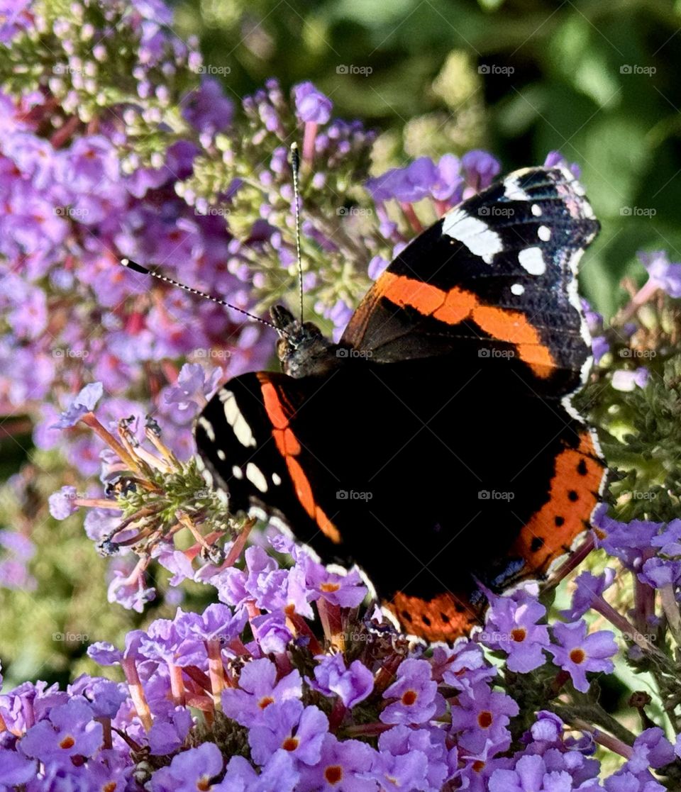 Butterfly tortoise-shell 