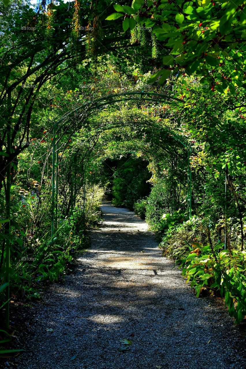 Green Garden Walkway