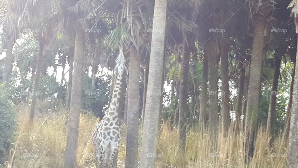 A giraffe reaches high into the trees for his meal at Animal Kingdom at the Walt Disney World Resort in Orlando, Florida.