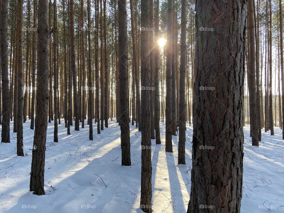 Sunshine between trees in a forest during winter 