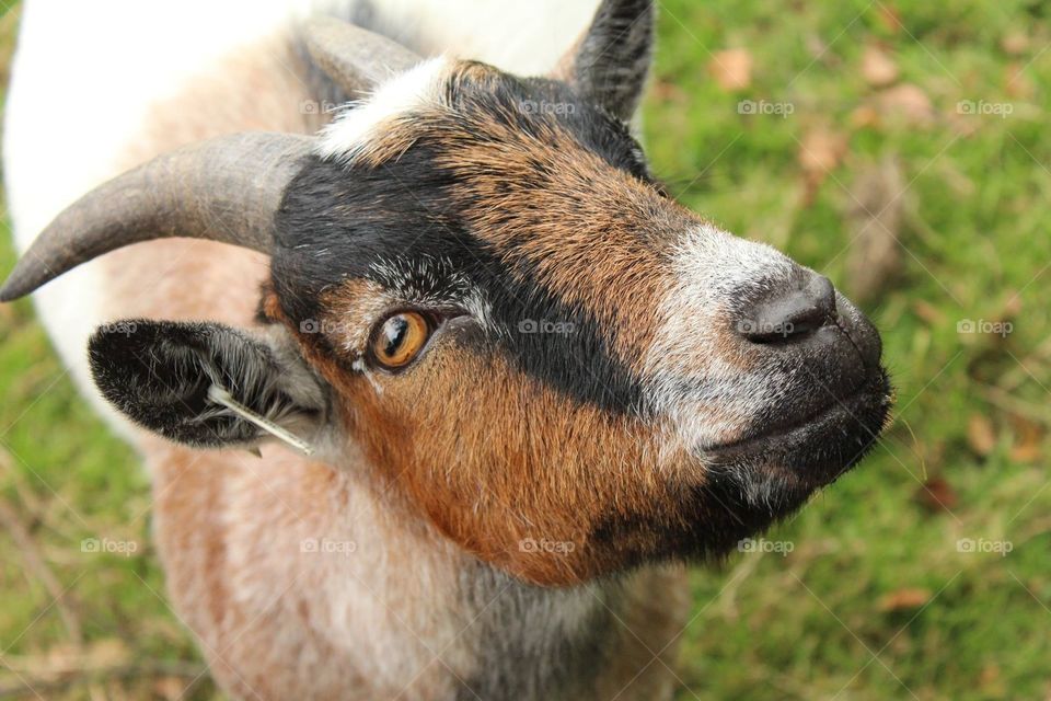 A gorgeous goat. Photo taken at Mountain View Ranch