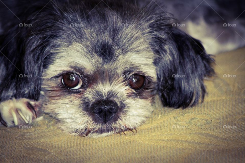 My little puppy that went missing in Pacific Beach about a year ago.  She was stole from the apartments behind lahinas beach house bar. Louisa was her name she was a wonderful dog! I still have her Mom who is a Shih-tzu ( Shih Tzu) and her dad was a Japanese Chin. I still miss her all the time. If you have ever seen this dog, please do boy hesitate to get in touch with me.  Thanks for looking # Nevergiveuphope