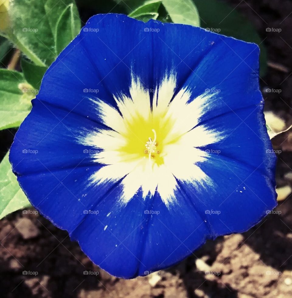 Flower. BLUE FLOWER