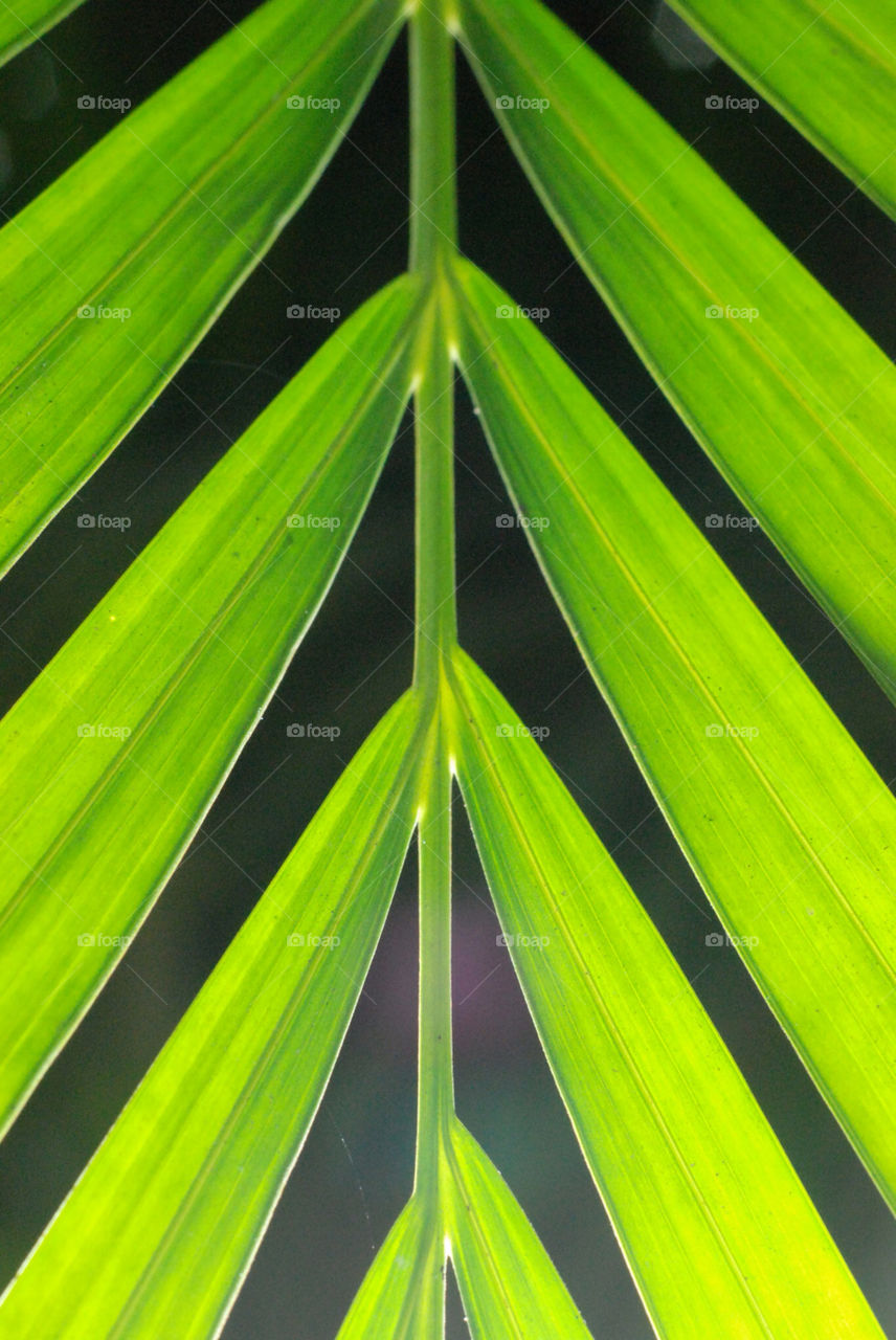 green leaf backlight by cate