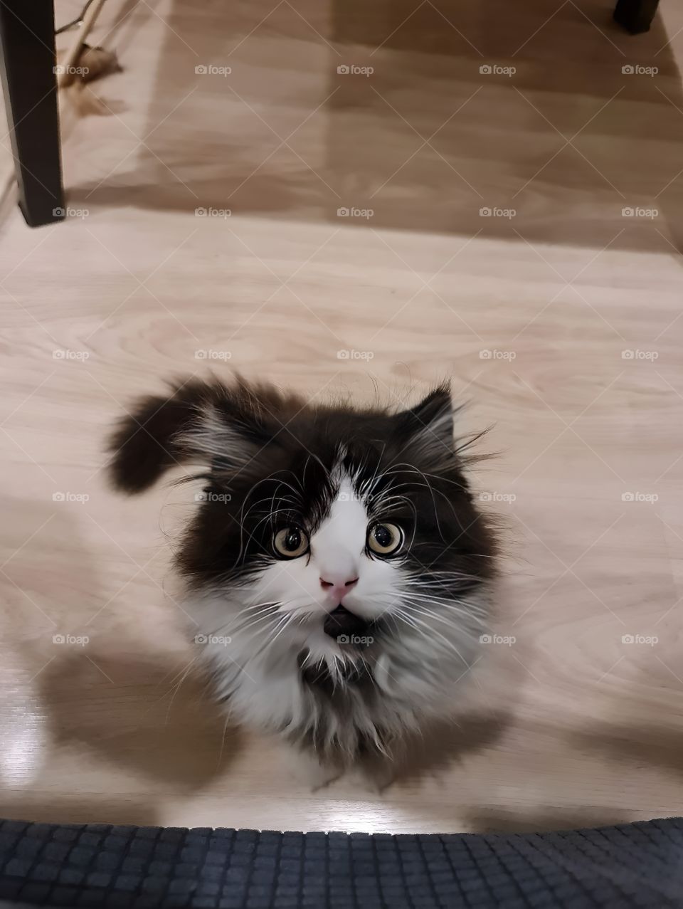 cutest cat looking at me