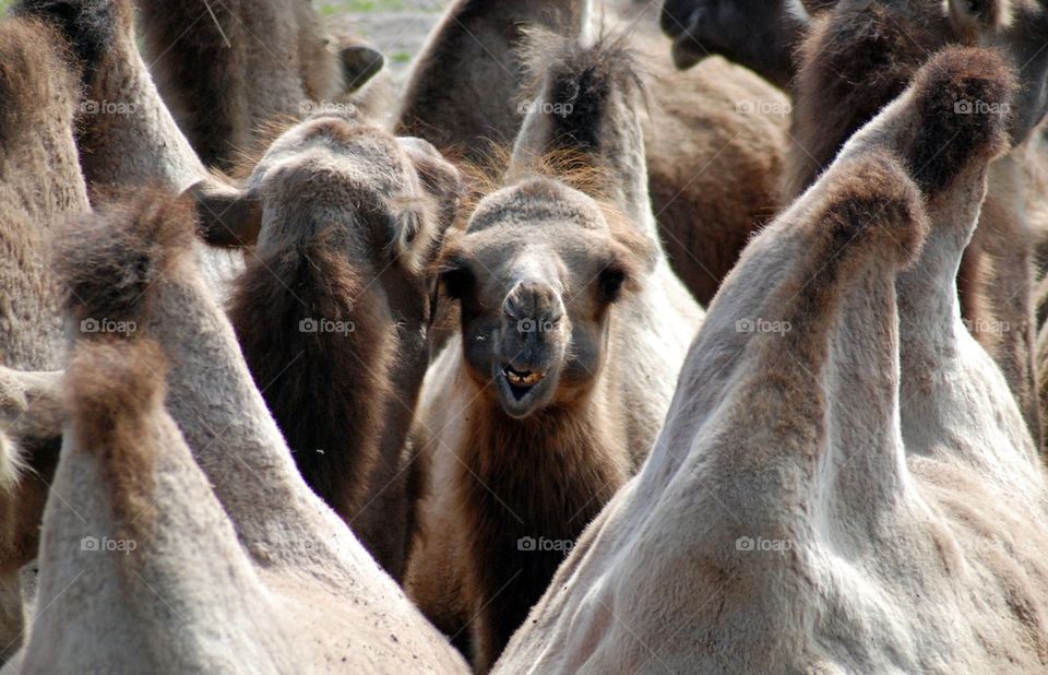 Group of camels standing together