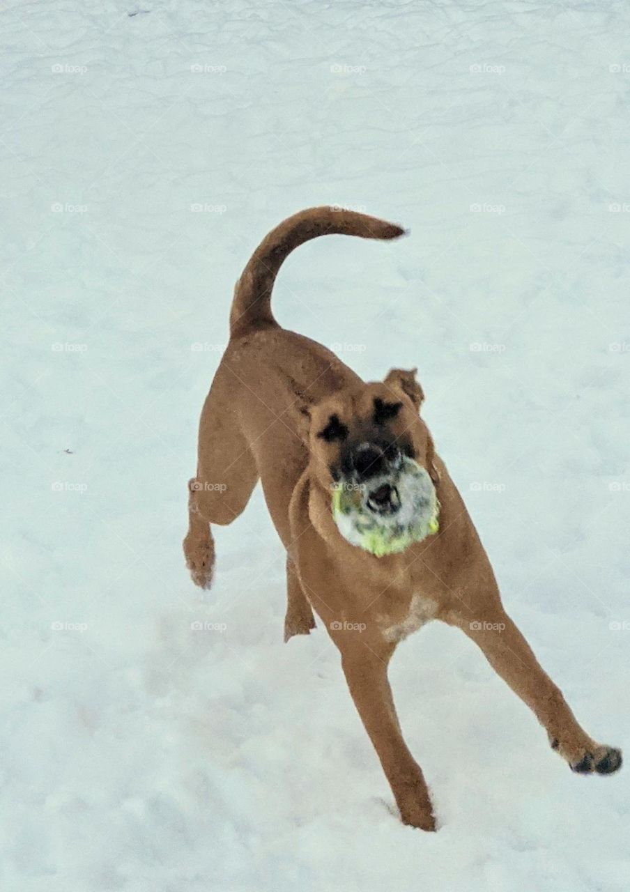 Bull Mastiff playing in the snow