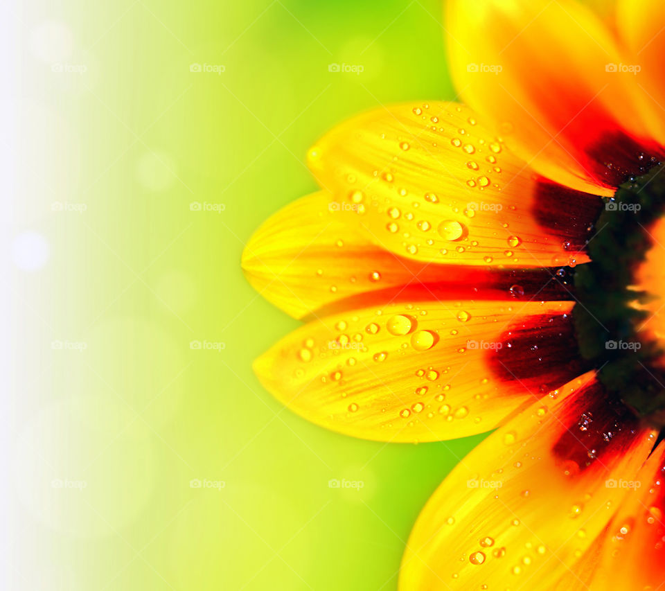 Close-up of water drop on sunflower petals