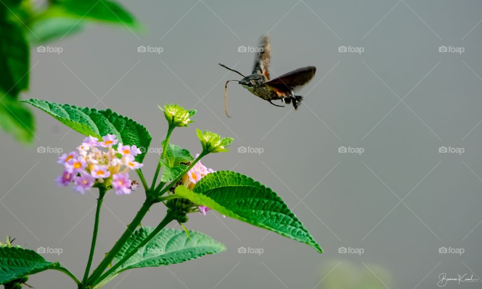 Macroglossum stellatarum (hummingbird hawk-moth)_Pudu Yeri_Salem, India
