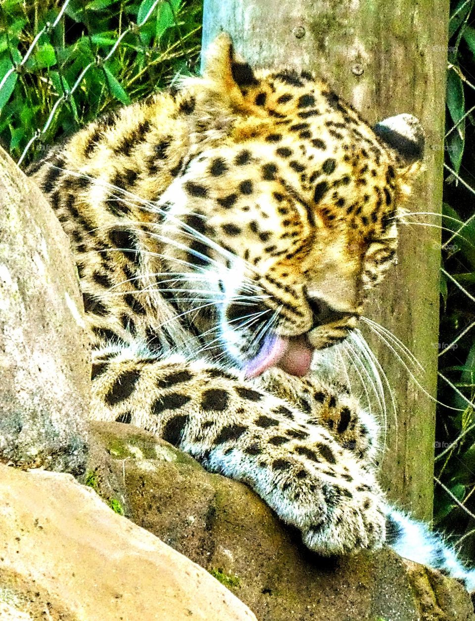 Close up of the head and shoulders of a leopard resting against a rock licking it's paws