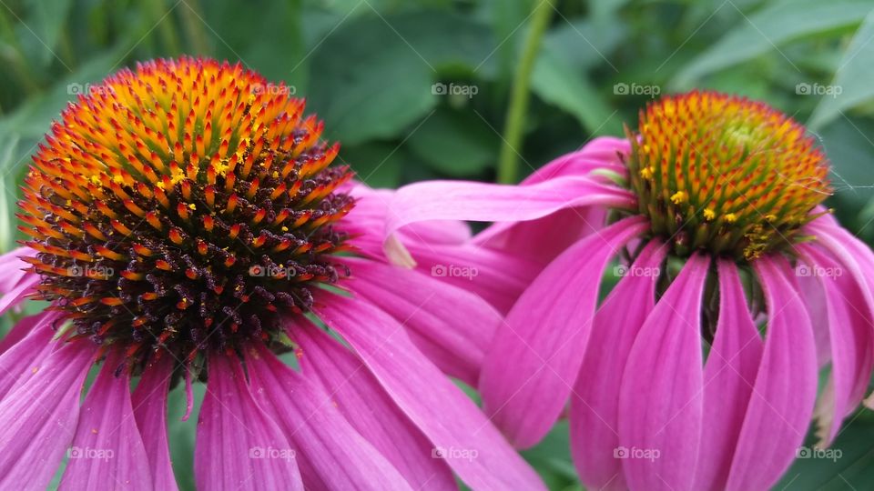 Coneflower Twins