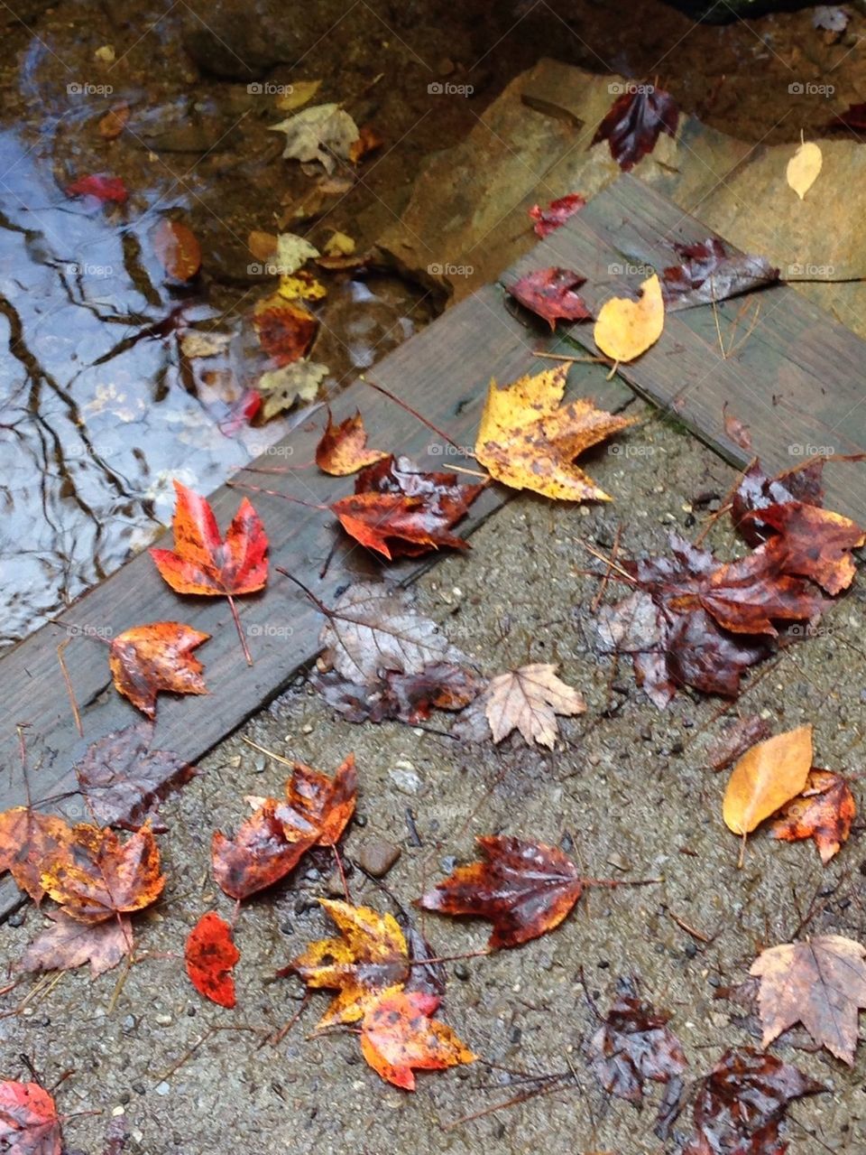 Fall Leaves