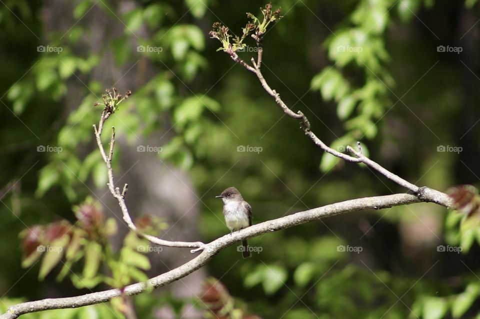 A Blush Perch; A Bird surrounded by spring growth in Northeast Pennsylvania United State